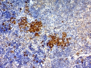 CD63 Antibody / LAMP-3
