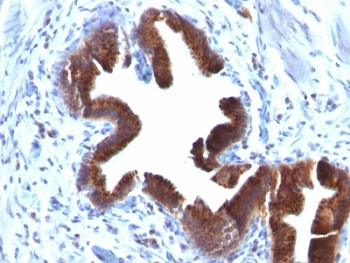 Golgi Antibody