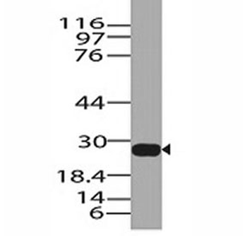 Granzyme B Antibody