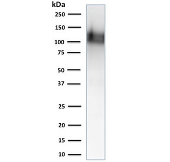 PECAM Antibody