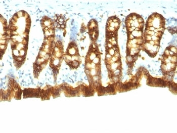 Rat EpCAM Antibody
