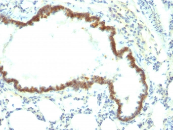Rat EpCAM Antibody