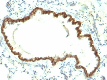 Rat EpCAM Antibody