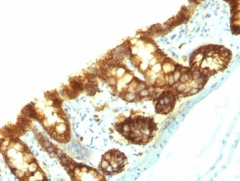 Rat EpCAM Antibody