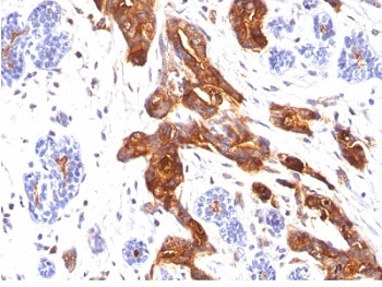 MUC1 Antibody / Mucin-1