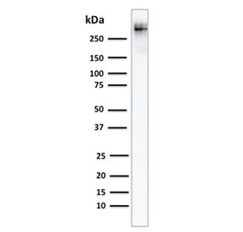 MUC1 Antibody / Mucin-1