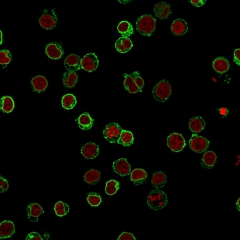 CD3 Antibody