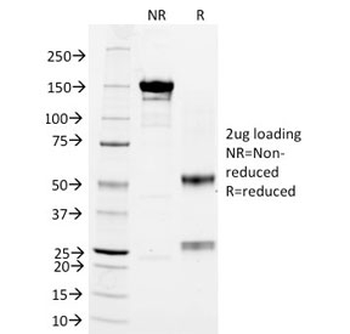 CD3 Antibody
