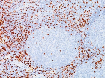 CD8 Antibody (alpha)
