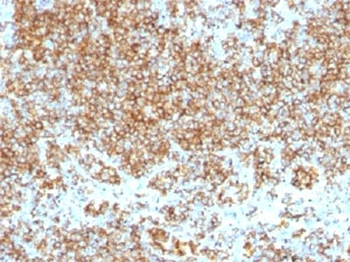 CD45 Antibody Cocktail (Leukocyte marker)