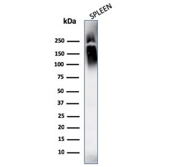 CD45 Antibody Cocktail (Leukocyte marker)