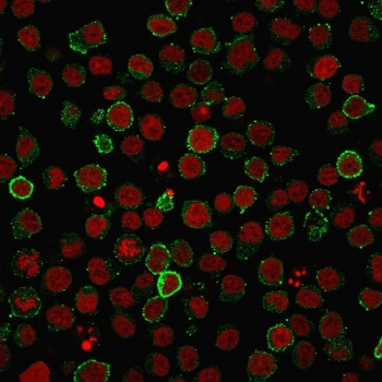CD45RA Antibody (Leukocyte marker)