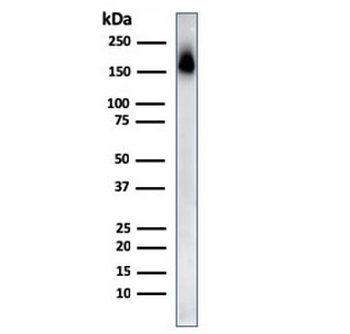 CD45RA Antibody (Leukocyte marker)