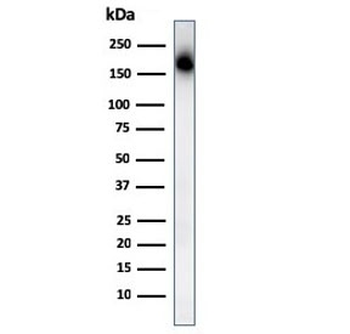 CD45RA Antibody
