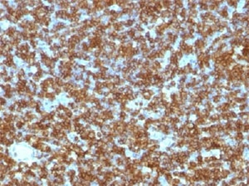 CD45RA Antibody