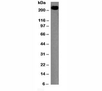 CD45RB Antibody (B-cell marker)