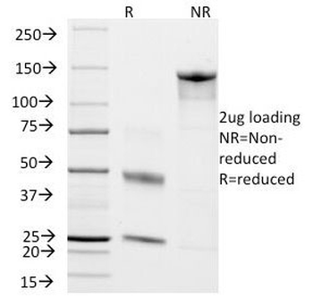 CD45RO Antibody (T-cell marker)