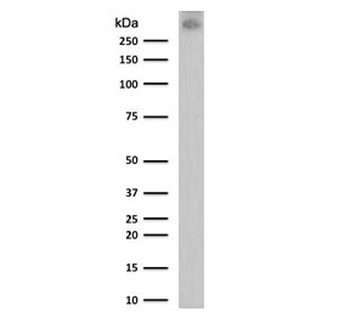 MUC1 Antibody / Mucin-1