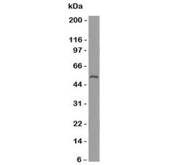 Ornithine Decarboxylase Antibody / ODC1