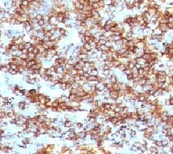 CD45RB Antibody (B-cell marker)