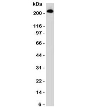 CD45RB Antibody (B-cell marker)