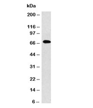 IgM Heavy Chain Antibody