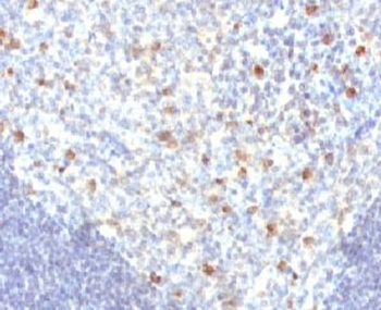 IgM Heavy Chain Antibody