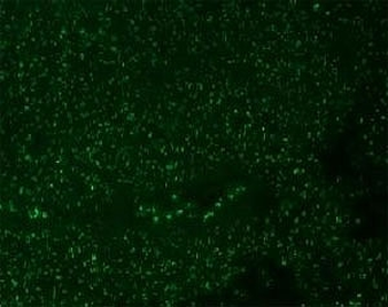 Nucleoli Marker Antibody