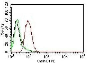 Cyclin D1 Antibody