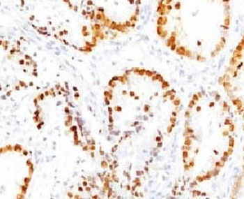 NKX2.1 Antibody / TTF-1