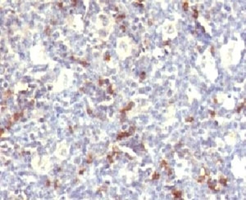 CD57 / HNK-1 Antibody