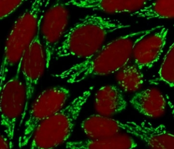 HSP60 Antibody / HSPD1