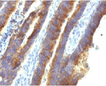 MUC3 Antibody