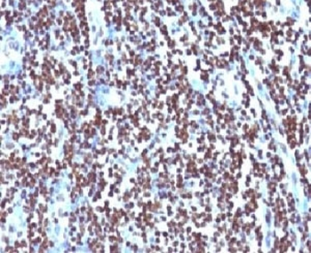 Histone H1 Antibody