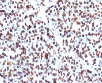 Histone H1 Antibody