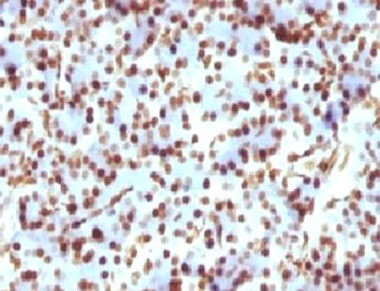 Histone H1 Antibody