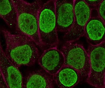 Histone H1 Antibody