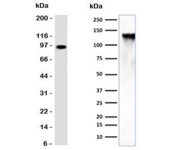 CD43 Antibody