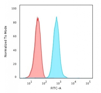 Fascin Antibody