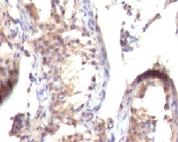 TGF alpha Antibody