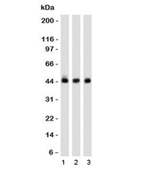 Napsin A Antibody