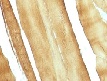 Actin Antibody (pan muscle)