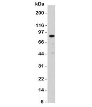 Nucleolin Antibody