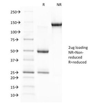 Glycophorin A Antibody