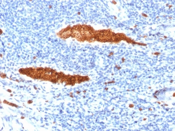 Glycophorin A Antibody