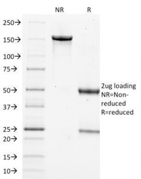 Filaggrin Antibody
