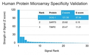 DOG1 Antibody / TMEM16A / ANO1