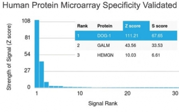 DOG1 Antibody / TMEM16A / ANO1