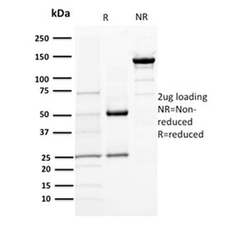 DOG1 Antibody / TMEM16A / ANO1
