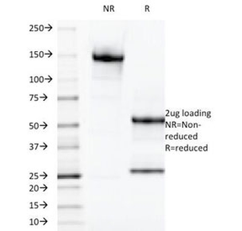 Galectin 13 Antibody / LGALS13